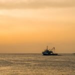 Expertos recomiendan pescados y mariscos pequeños para la salud y el medio ambiente