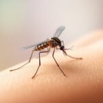 Fármaco elimina malaria rápidamente