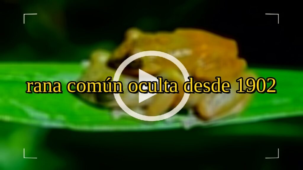 Científicos descubren nueva especie de rana: rana común oculta desde 1902