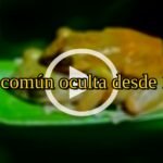 Científicos descubren nueva especie de rana: rana común oculta desde 1902
