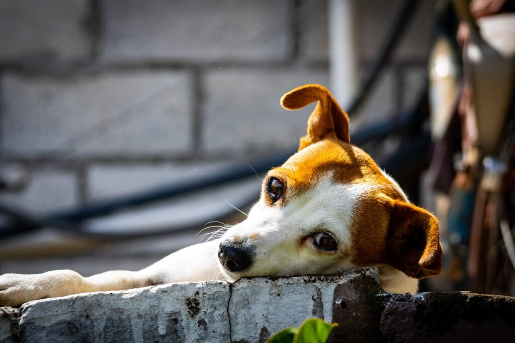 colchon ortopedico perros elige el mejor para su descanso saludable