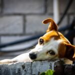 colchon ortopedico perros elige el mejor para su descanso saludable